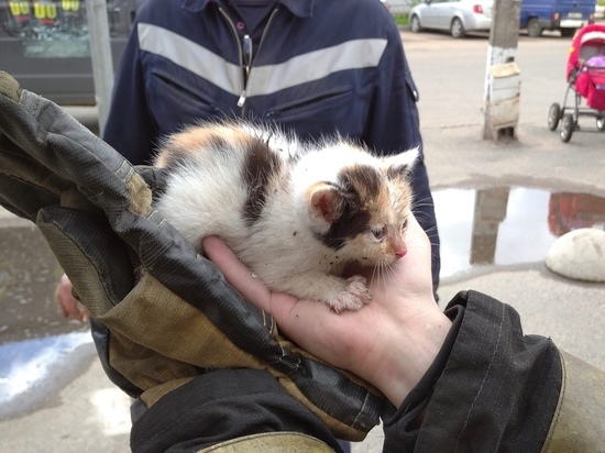 Тверские пожарные спасли котенка, попавшего в западню Тверские пожарные спасли котенка, попавшего в западню