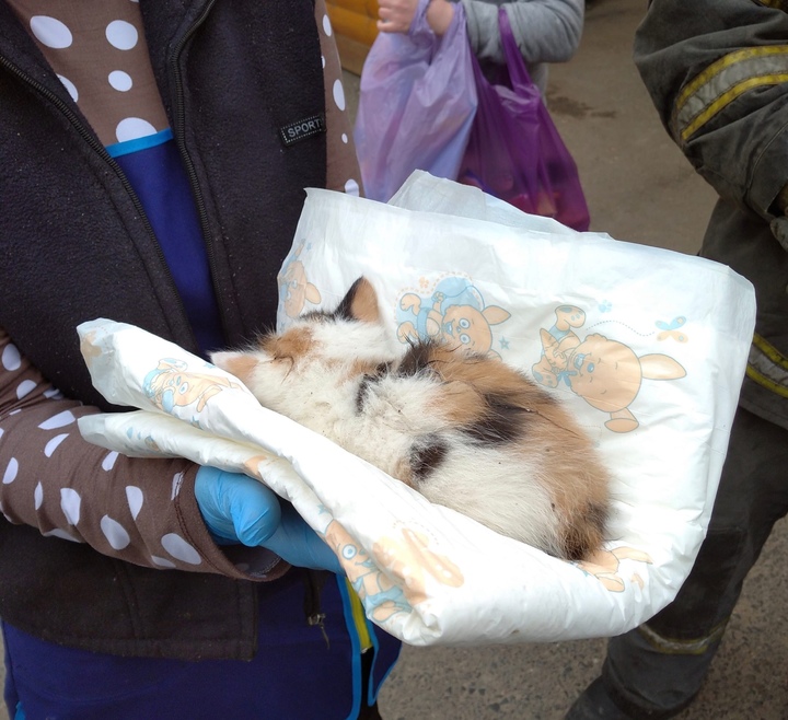 Тверские пожарные спасли котенка, попавшего в западню