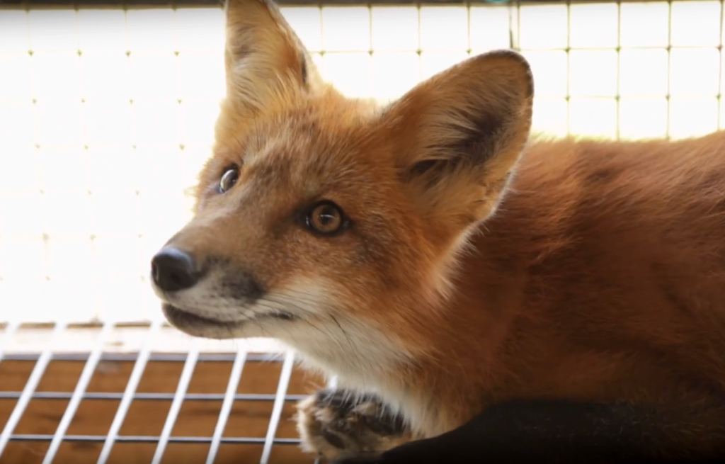 13 зверохозяйств Тверской области получат поддержку 13 зверохозяйств Тверской области получат поддержку