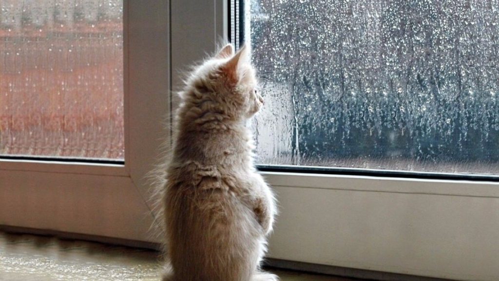 Дожди и грозы не собираются покидать Тверскую область