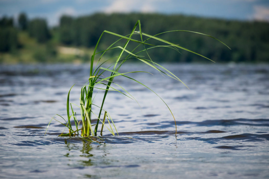 В Тверской области спасатели извлекли из воды тело мужчины В Тверской области спасатели извлекли из воды тело мужчины