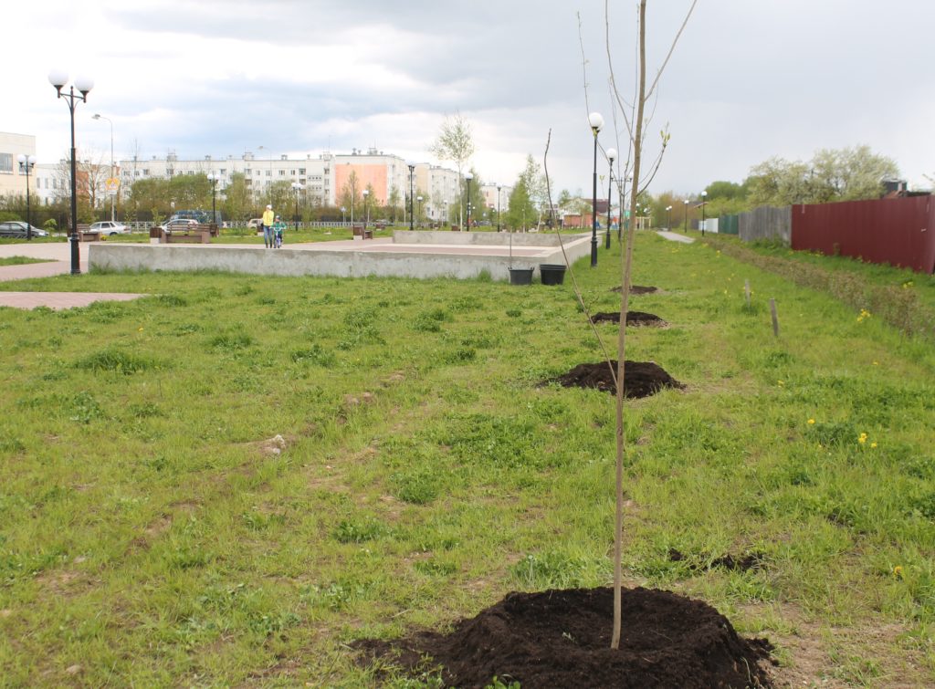 В Твери на Аллее Славы высадили саженцы ясеней В Твери на Аллее Славы высадили саженцы ясеней