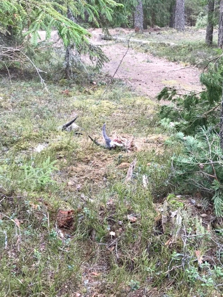 В лесу Тверской области обнаружили жуткое место "жертвоприношений"