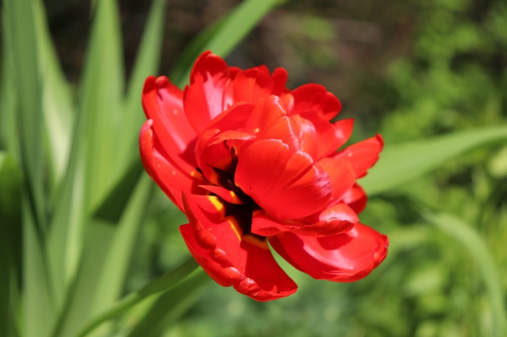 Ботанический сад ТвГУ приглашает на «Бал тюльпанов» онлайн Ботанический сад ТвГУ приглашает на «Бал тюльпанов» онлайн