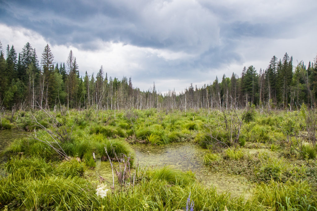 В Тверской области утверждены границы трех особо охраняемых природных территорий В Тверской области утверждены границы трех особо охраняемых природных территорий