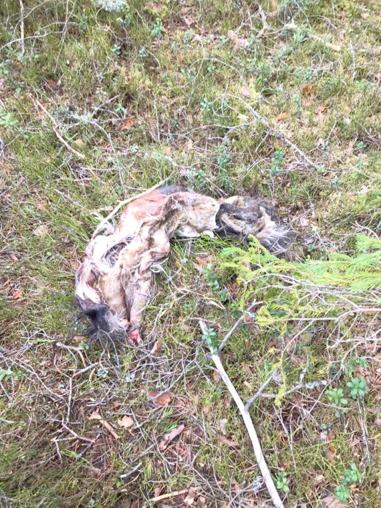 В лесу Тверской области обнаружили жуткое место "жертвоприношений"