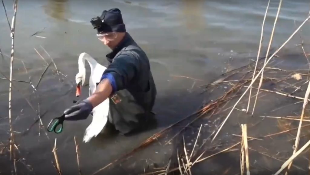 Житель Тверской области спас белого лебедя