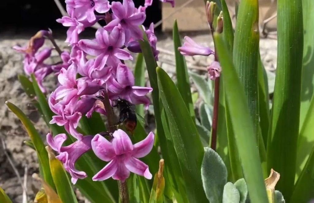 В Ботаническом саду ТвГУ распустились разноцветные гиацинты