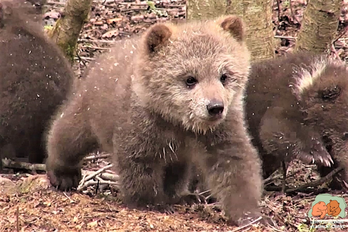 В Тверской области маленькие медвежата познают мир