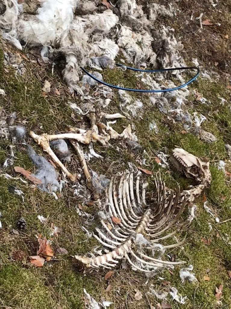 В лесу Тверской области обнаружили жуткое место "жертвоприношений" В лесу Тверской области обнаружили жуткое место "жертвоприношений"