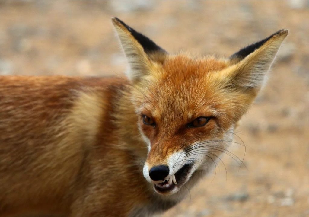 В Тверской области у лисы диагностировали бешенство