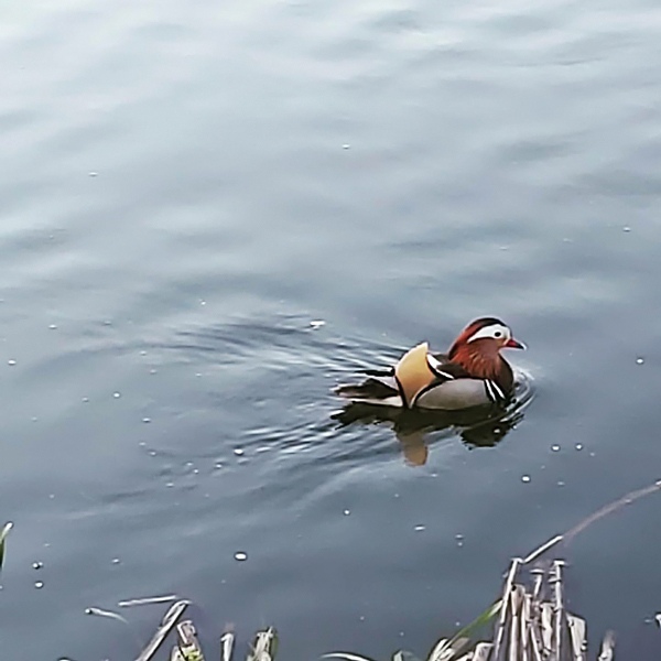 На озере в Тверской области поселилась утка-мандаринка