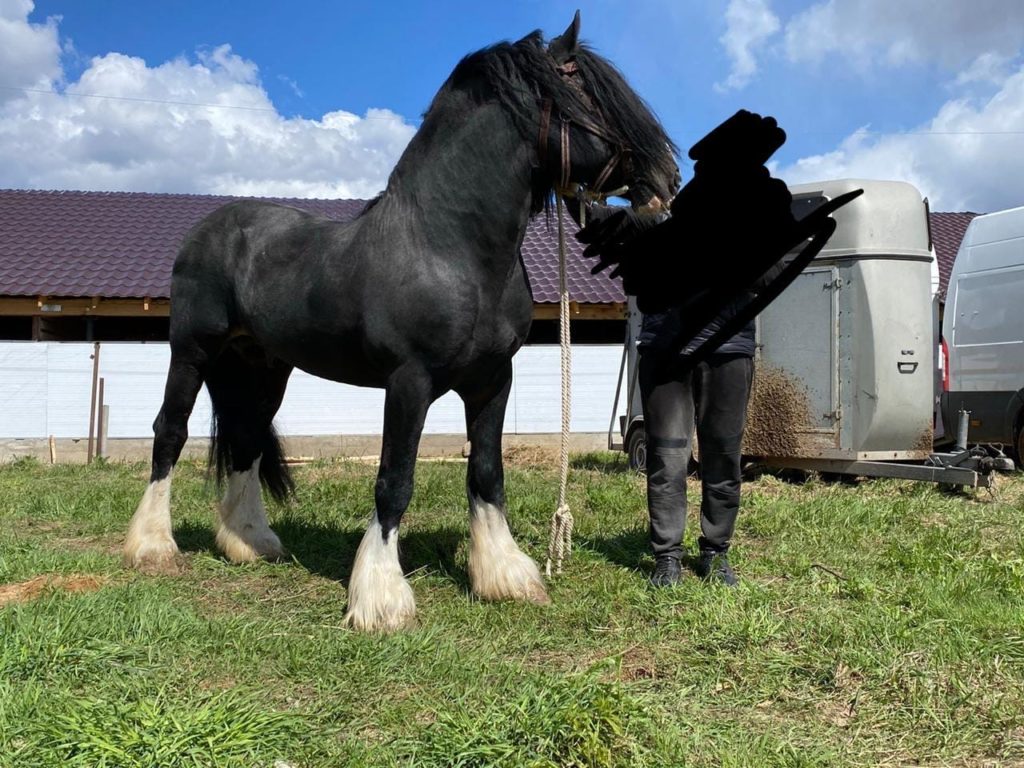 Под Тверью пропал конь редкой породы