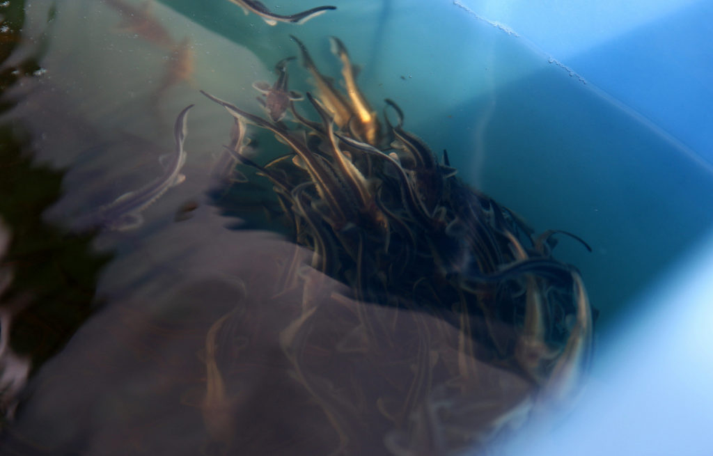 Губернатор Игорь Руденя выпустил в Волгу мальков стерляди