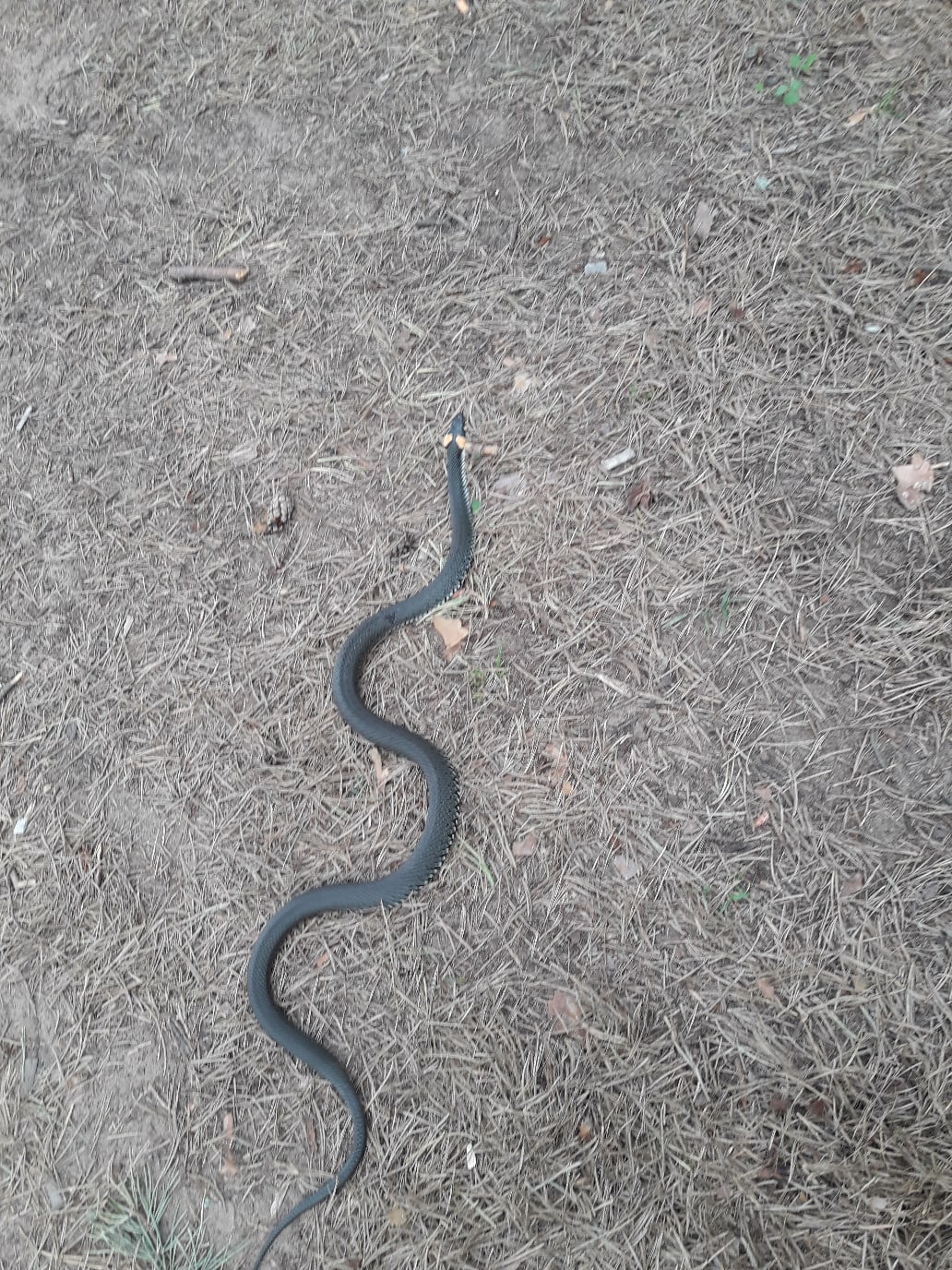 В Твери была замечена крупная змея
