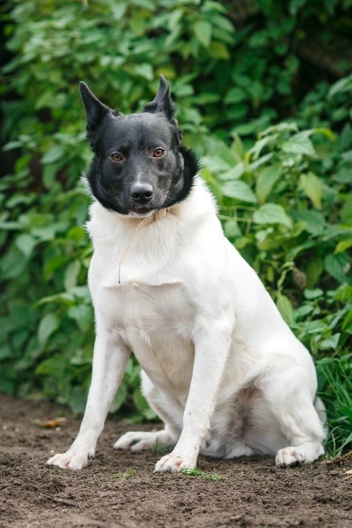Тверские волонтеры рассказали историю необычного пса
