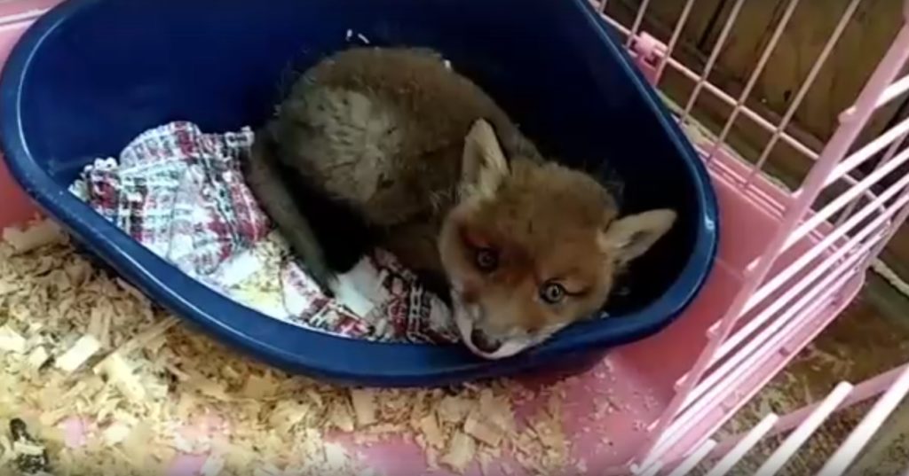 Жительница Твери приютила дома маленького лисенка