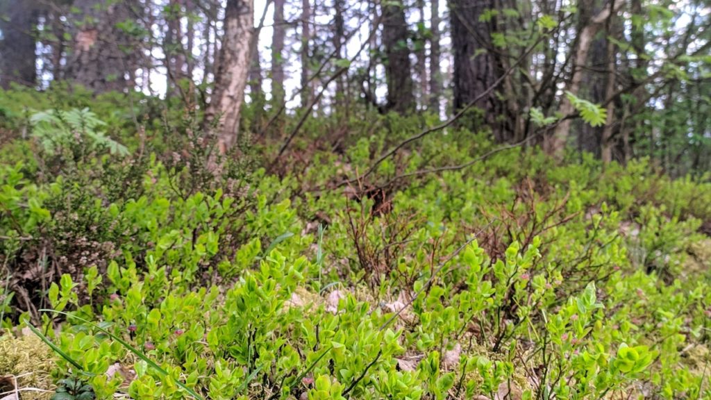В Тверской области продлили противопожарный режим с возможностью посещения гражданами лесов