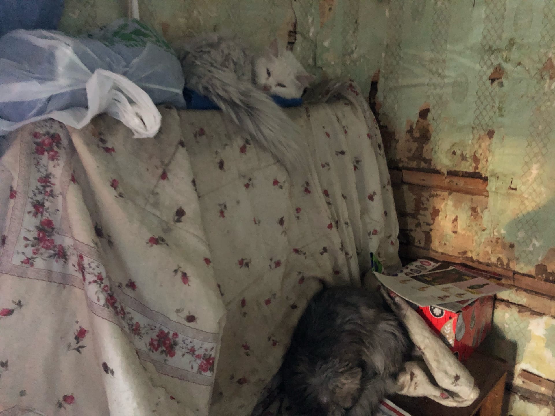 В Твери пожарные спасли 37 кошек от гибели