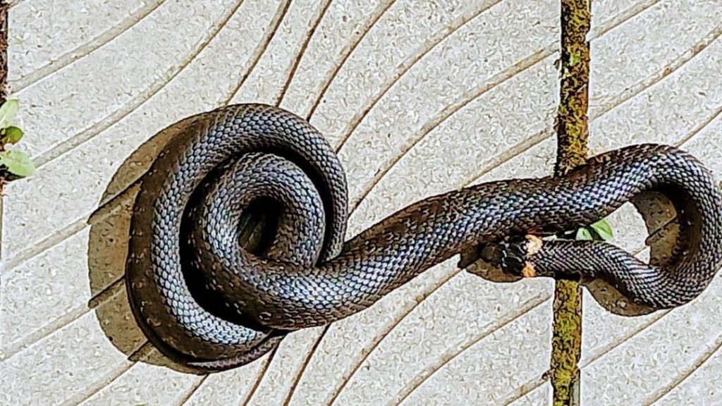 Житель Тверской области заснял на видео, как лягушка пытается спастись из пасти змеи Житель Тверской области заснял на видео, как лягушка пытается спастись из пасти змеи