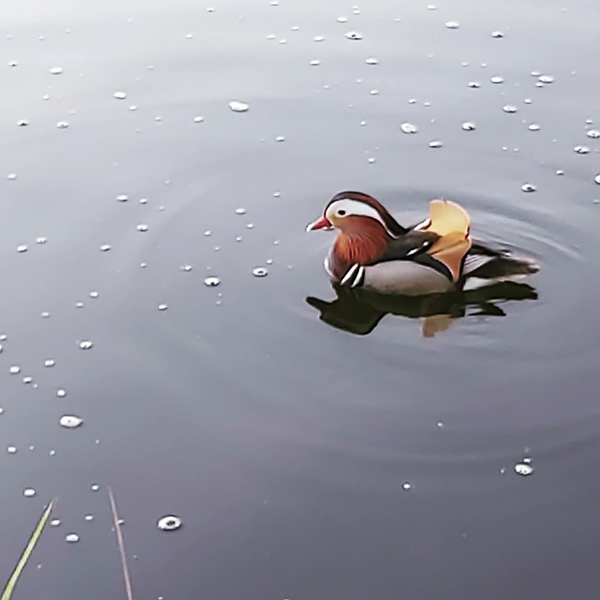 На озере в Тверской области поселилась утка-мандаринка