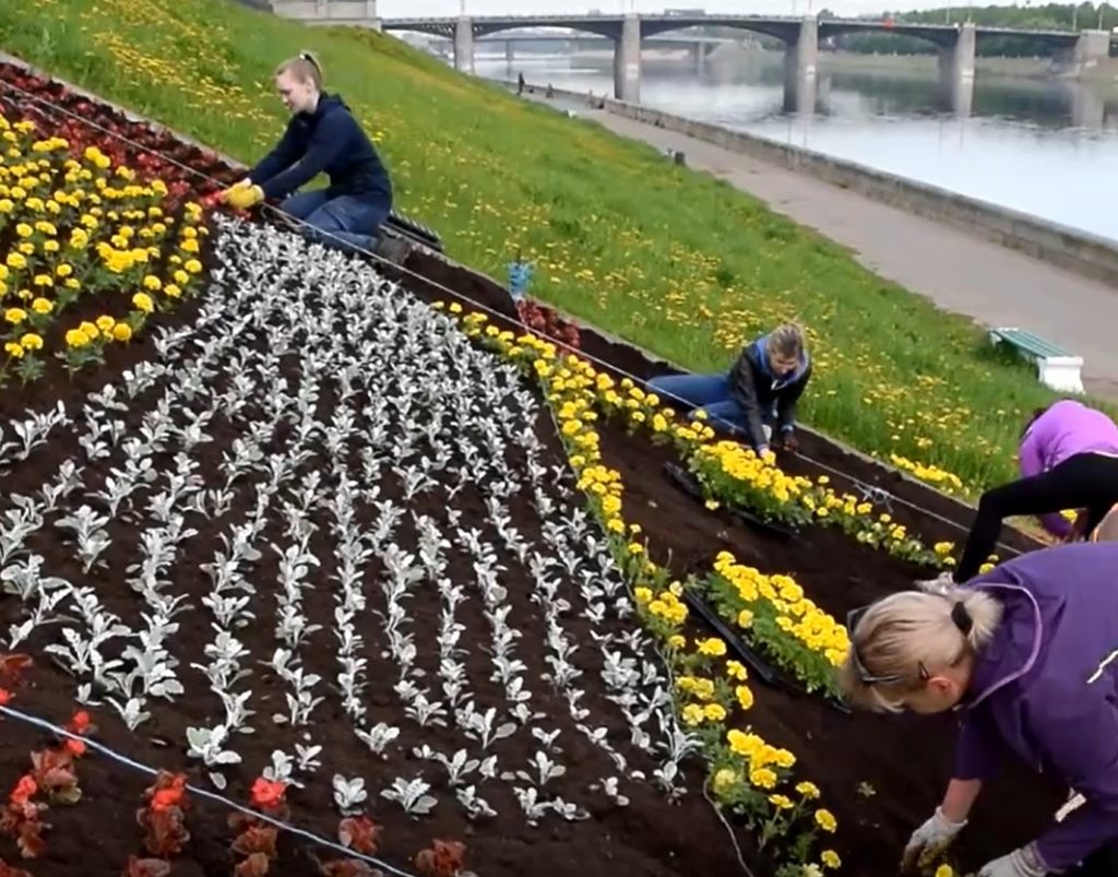 В Твери посадили цветы на гербе города