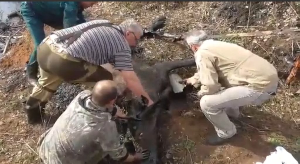 В Тверской области лося вытащили из битумной ямы с помощью автомобиля