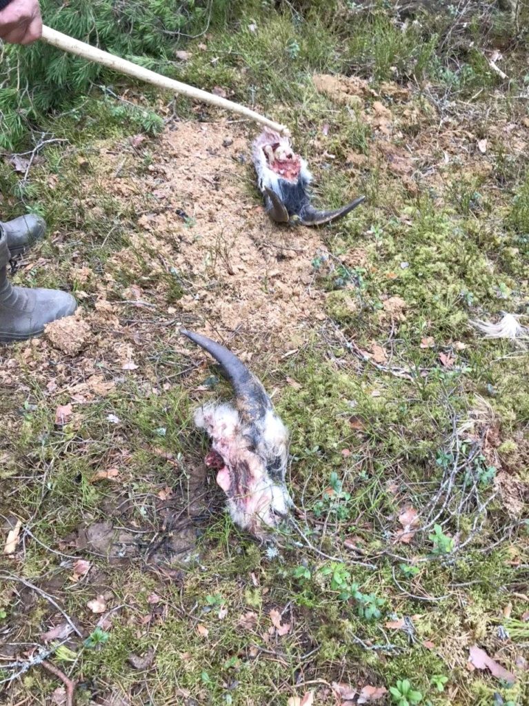 В лесу Тверской области обнаружили жуткое место "жертвоприношений"