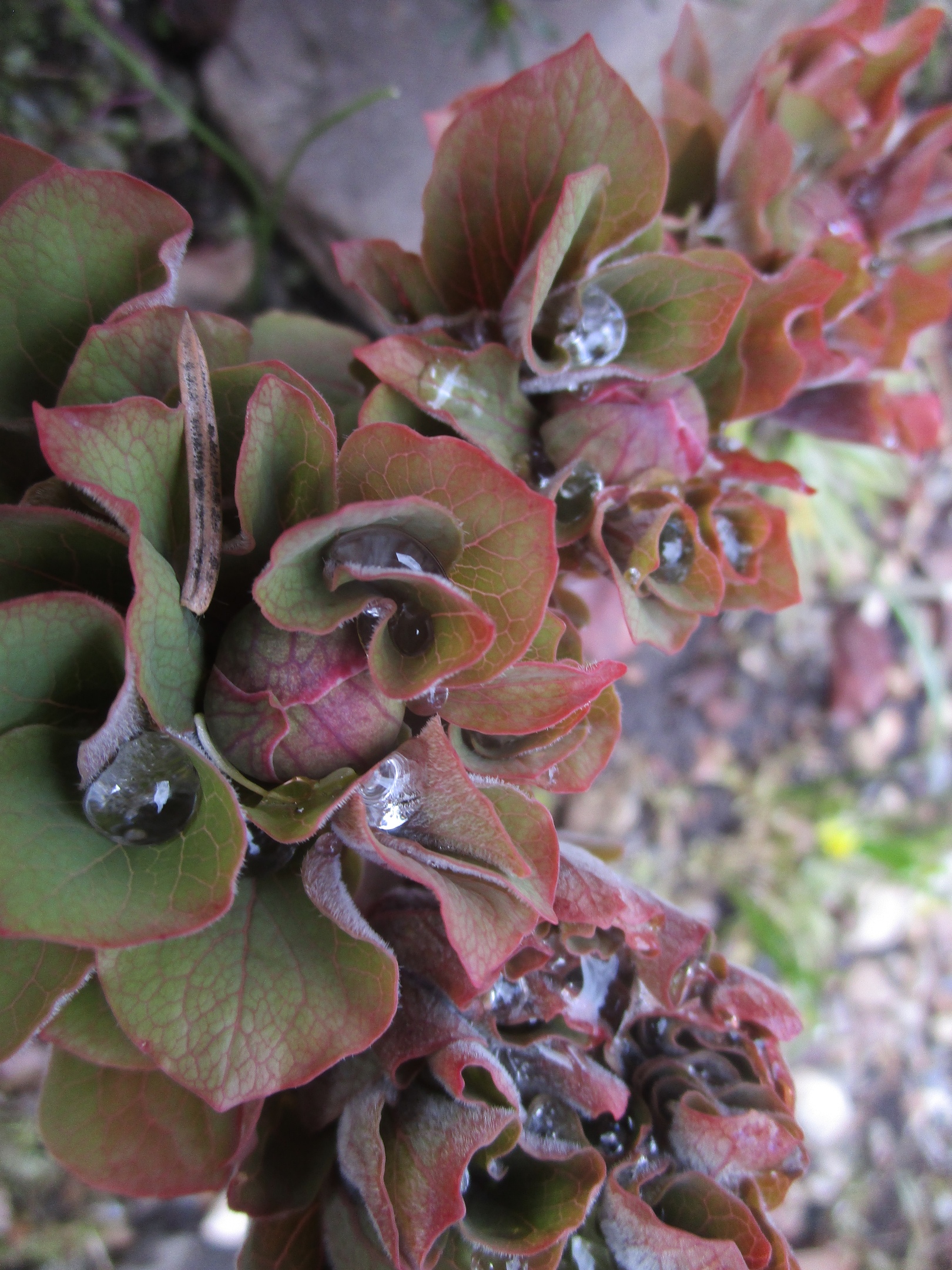 В тверском Ботаническом саду скоро зацветут редкие пионы