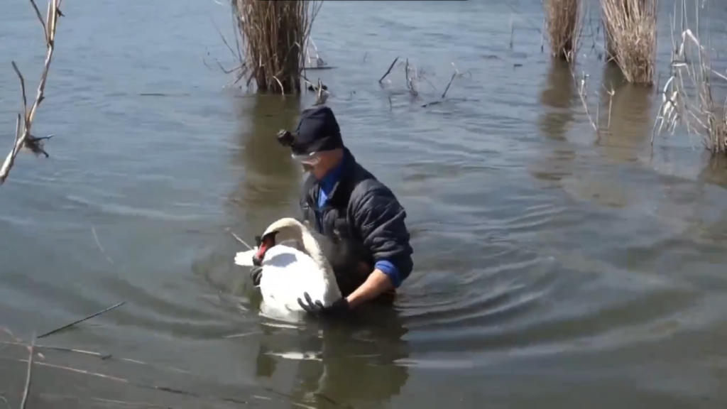 Спасенный из сетей лебедь оказался не из Тверской области