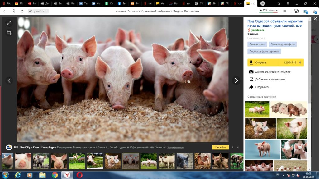 В Тверской области свинокомплекс "Успенский" отправил первую партию продукции на переработку В Тверской области свинокомплекс "Успенский" отправил первую партию продукции на переработку