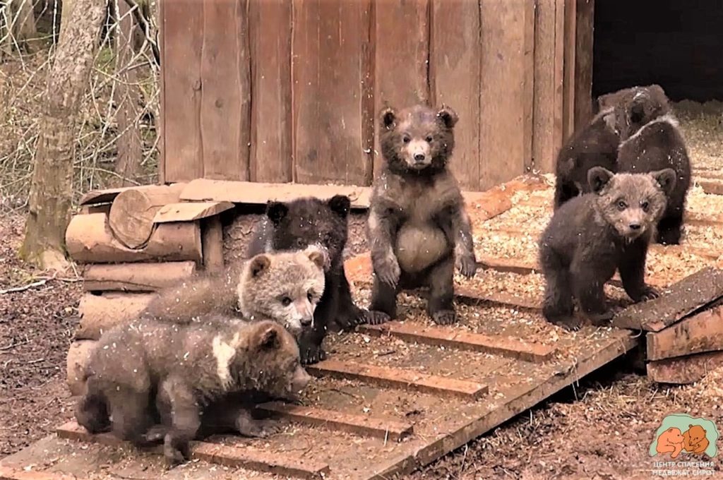 Торопецкие биологи показали, как медвежата-сироты осваивают лесной вольер