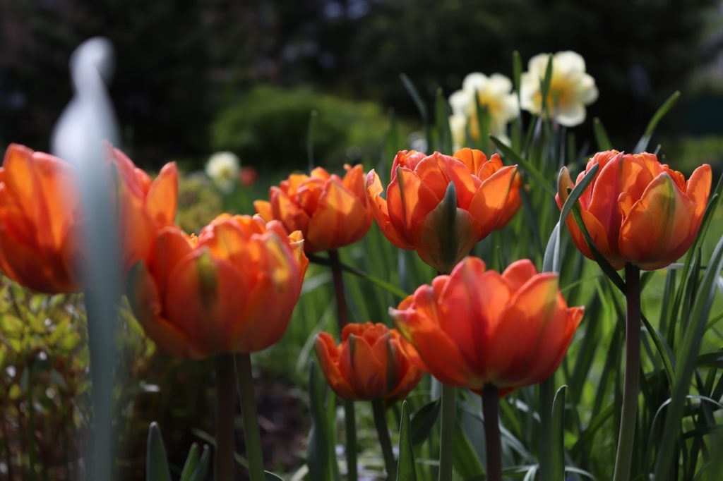 Жителей Твери приглашают полюбоваться цветущими тюльпанами онлайн Жителей Твери приглашают полюбоваться цветущими тюльпанами онлайн