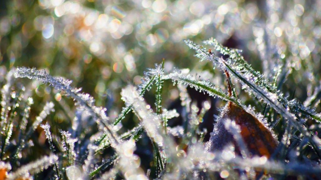 МЧС предупреждает о заморозках в Тверской области МЧС предупреждает о заморозках в Тверской области