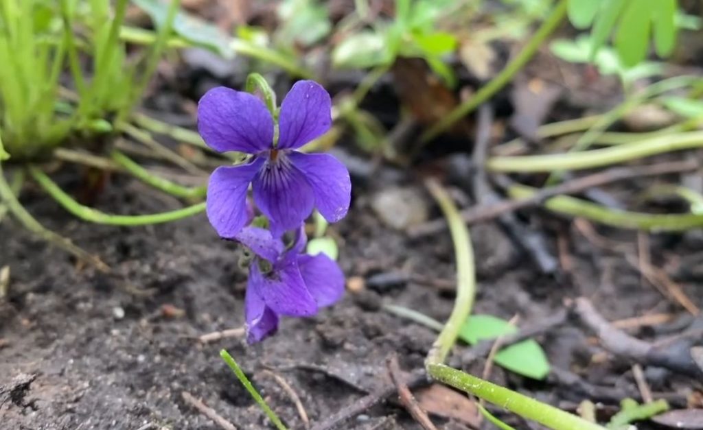 В Ботаническом саду ТвГУ распустился «цветок ветра» В Ботаническом саду ТвГУ распустился «цветок ветра»