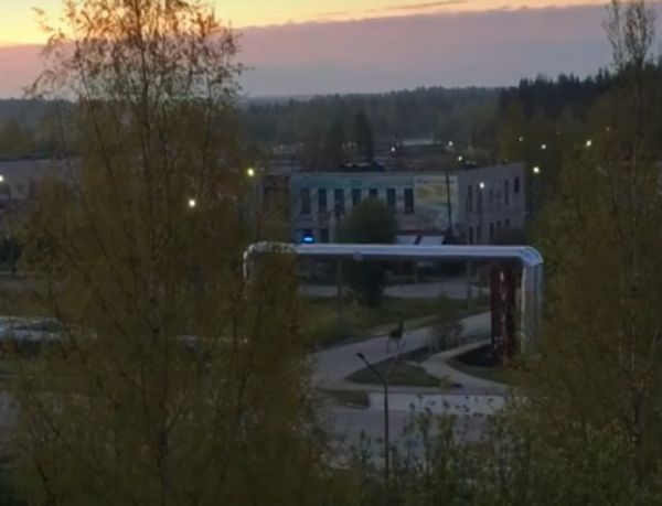 Пара сохатых забрела в Удомлю Пара сохатых забрела в Удомлю