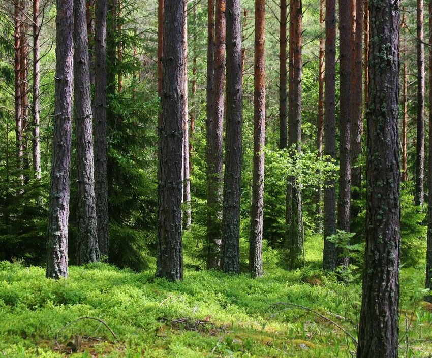В Тверской области посадят больше деревьев В Тверской области посадят больше деревьев