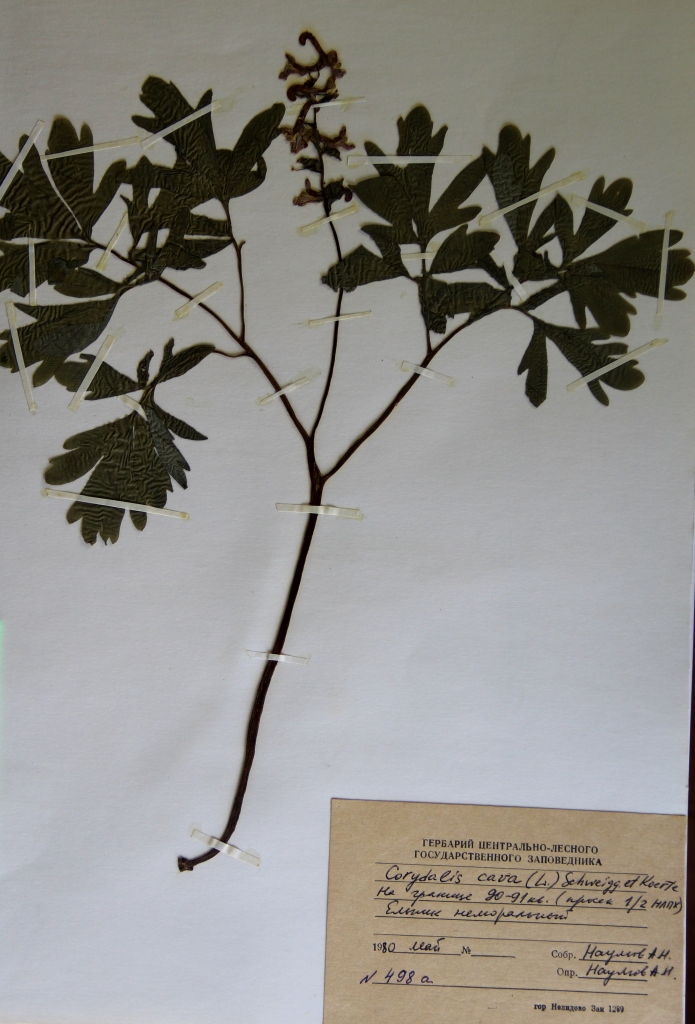 Муравьи из Смоленска принесли в Тверскую область новый вид растений