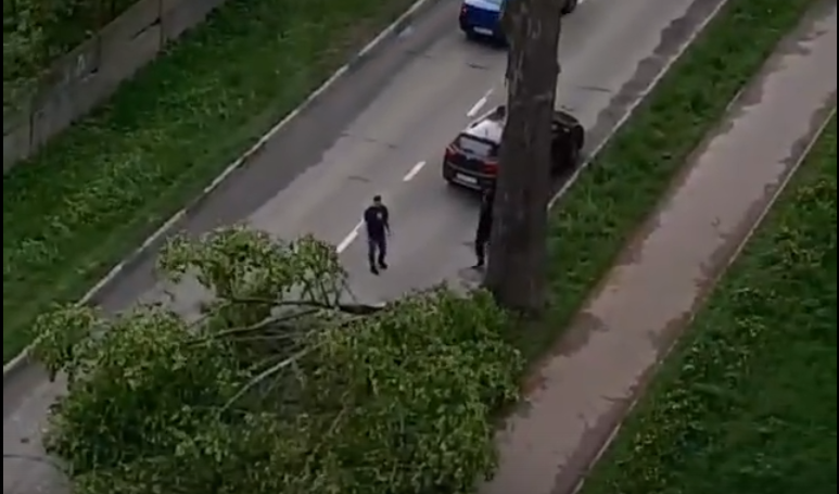 Жители Твери самостоятельно убрали с дороги упавшее дерево Жители Твери самостоятельно убрали с дороги упавшее дерево