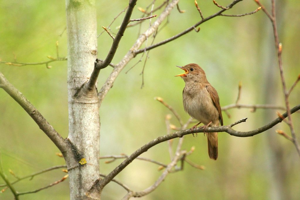 Орнитологи просят жителей Тверской области помочь сосчитать соловьёв