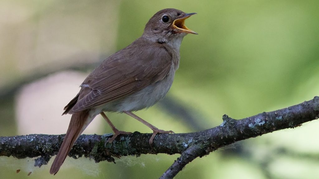 Орнитологи рассказали, где в Твери соловьи поют чаще всего