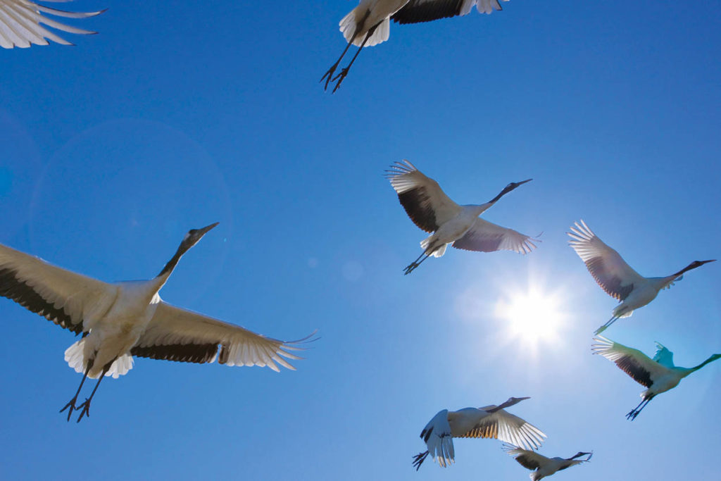 В Тверской области на видео попал полет журавлей В Тверской области на видео попал полет журавлей