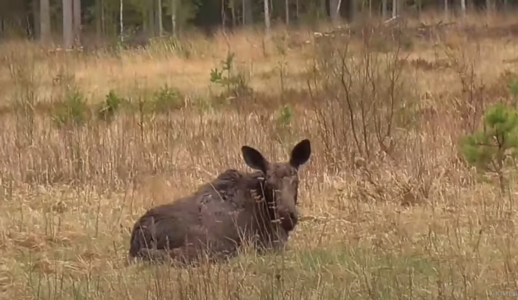 В Тверской области лесные жители стали героями Youtube-канала В Тверской области лесные жители стали героями Youtube-канала