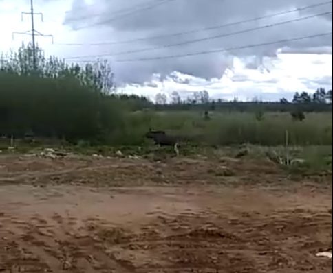 На стройплощадке в Твери бегущего лося сняли на телефон На стройплощадке в Твери бегущего лося сняли на телефон