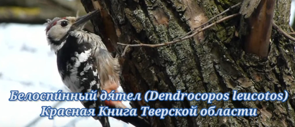В Твери обнаружили редкого дятла