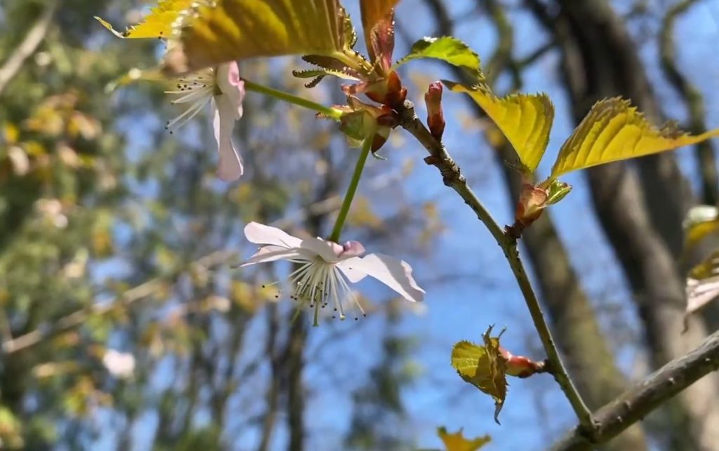 В Ботаническом саду ТвГУ зацвела сакура В Ботаническом саду ТвГУ зацвела сакура