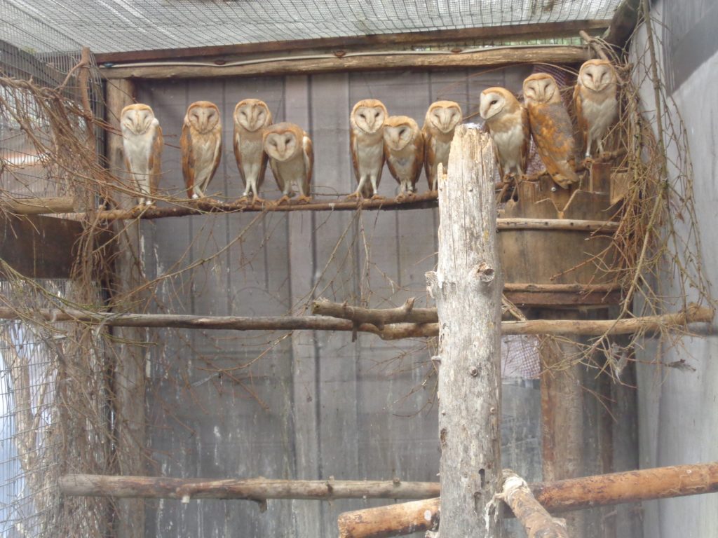 Тверские биологи подготовили к жизни в дикой природе 20 совушек Тверские биологи подготовили к жизни в дикой природе 20 совушек