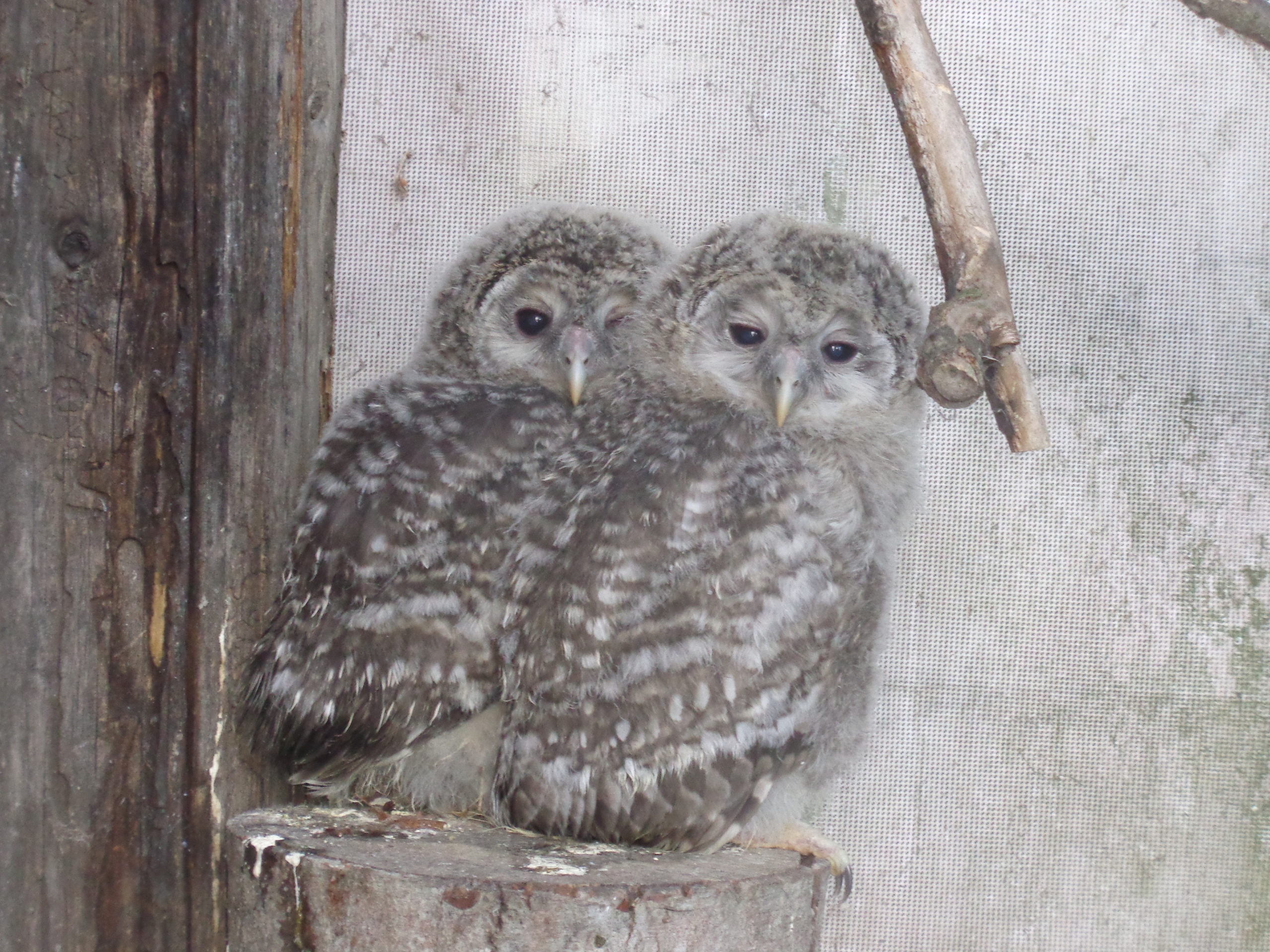 В Тверской области маленькие совушки учатся летать