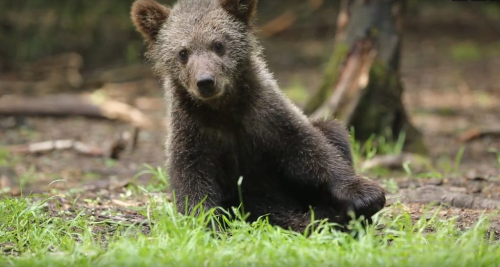 Тверские медвежата снова попали в кадр Тверские медвежата снова попали в кадр