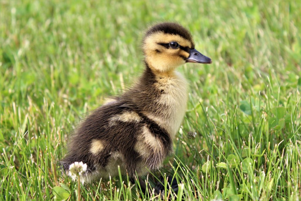 В монастыре Тверской области приютили маленьких утят